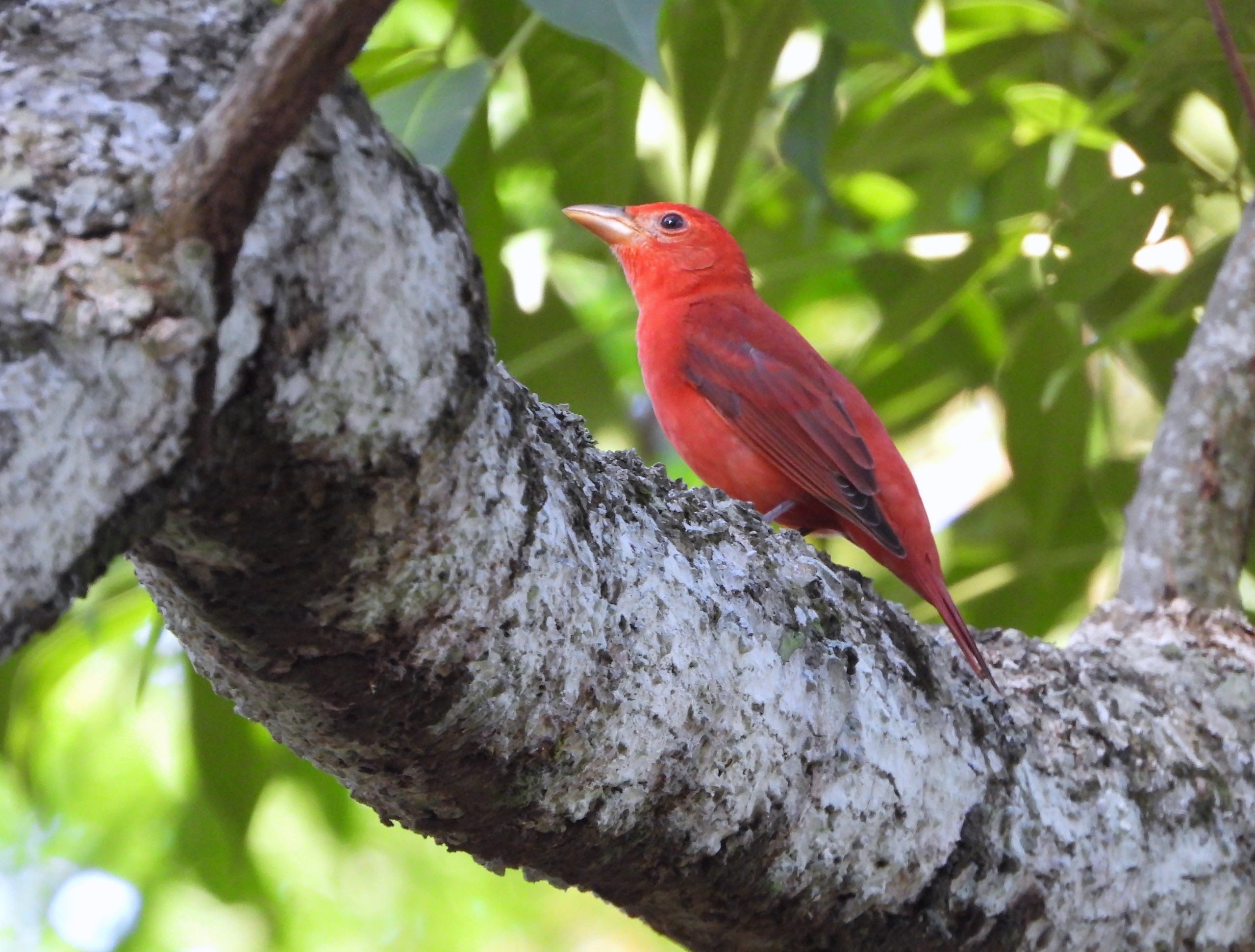 foto Not&iacute;cia São Pedro
