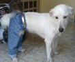 jeans para cachorros.